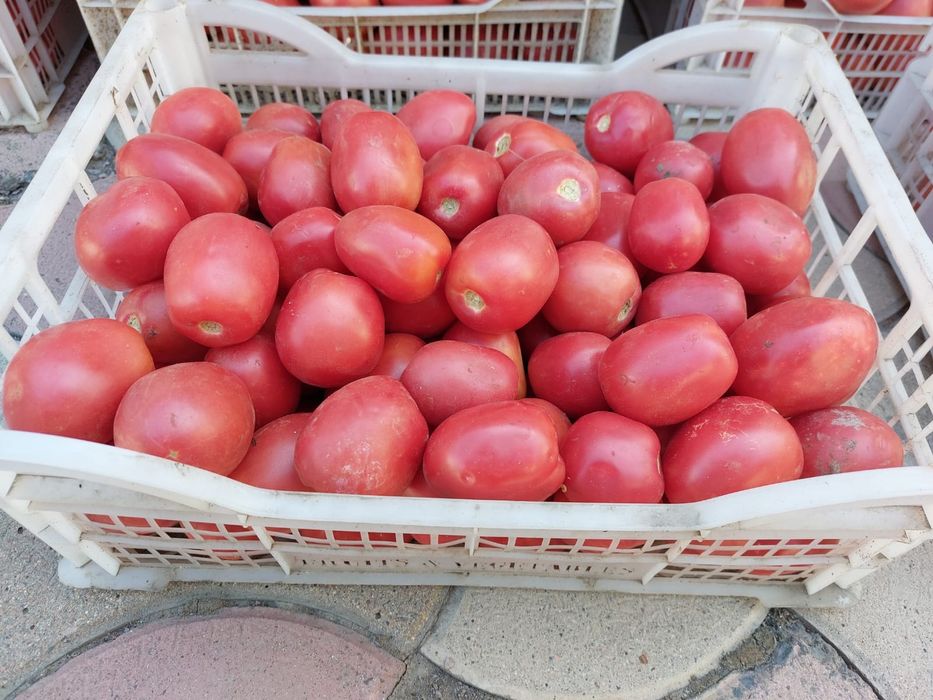 Помидоры грунтовые корзинами