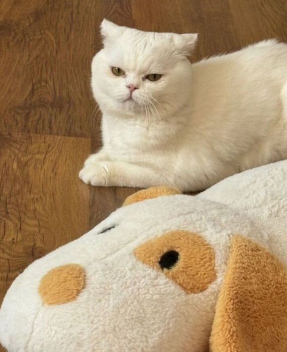 Продаются 1,5 месячные котят шотландской породы. Белая.