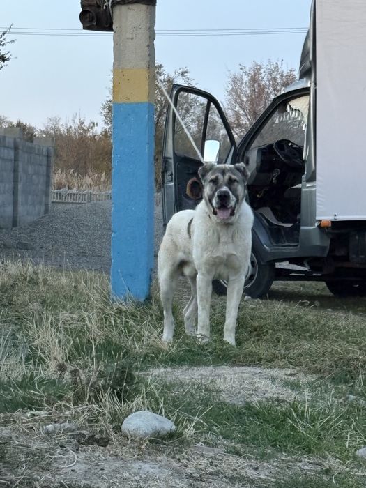 9 айлық ит сатылады холка примерно 60-70