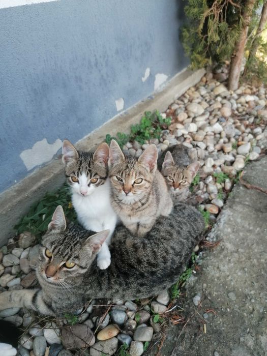 Donez 4 pisoiasi, 2 cotoi si o pisica de 2 ani