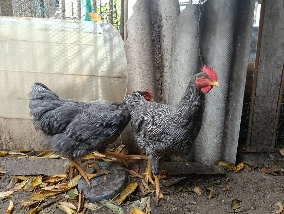 Cocoși tineri din rasa Plymouth rock barat