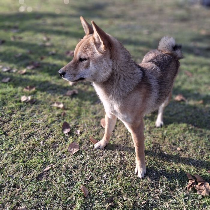 Сиба ину шиба...