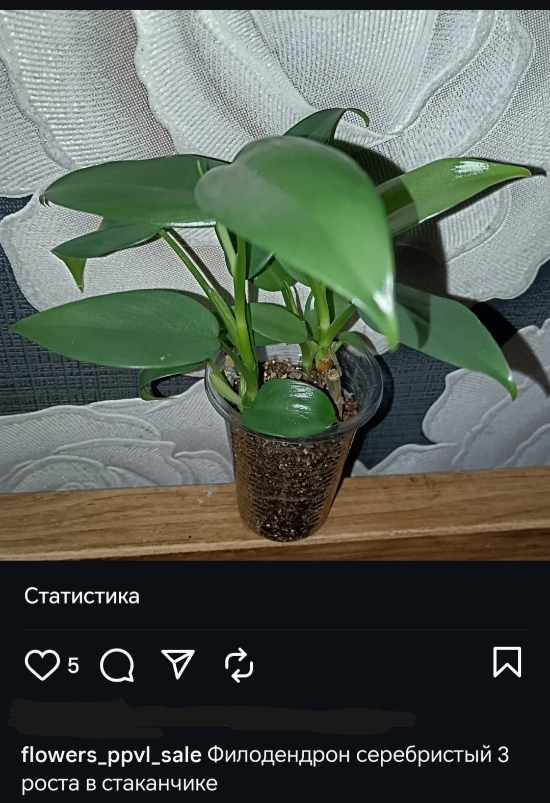 Филодендрон 2 сорта.
