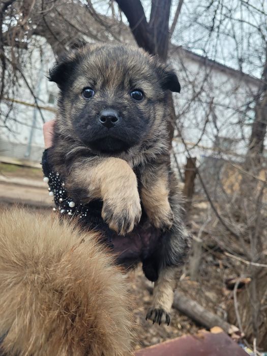 Милые девочки ищят дом