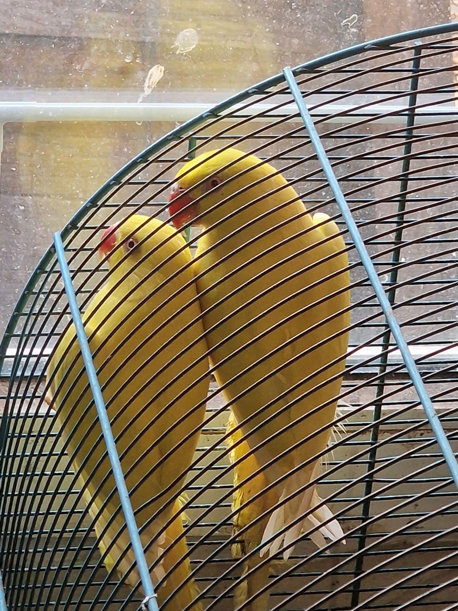Papagali micul Alexandru