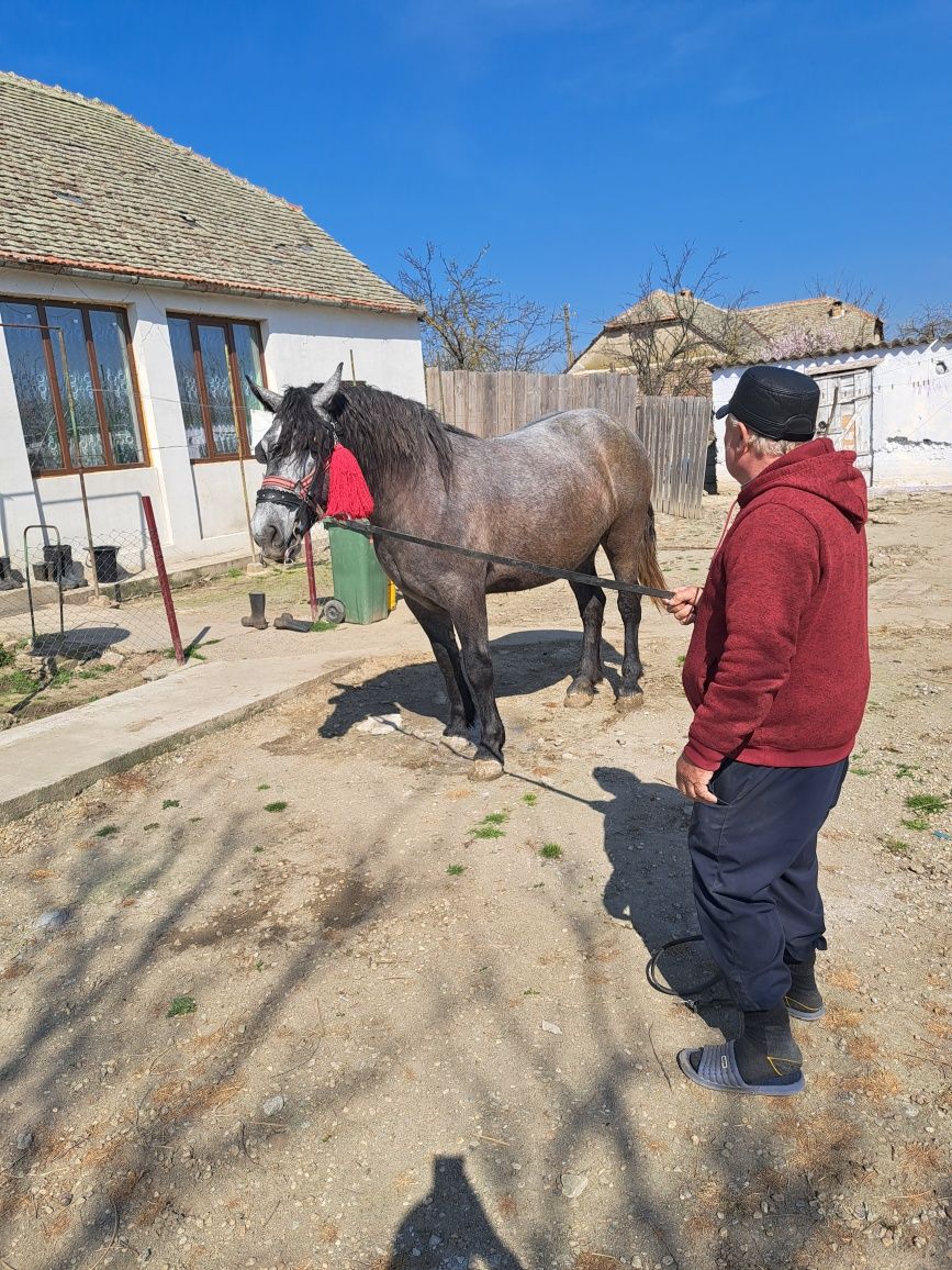 iapă de vânzare în toager