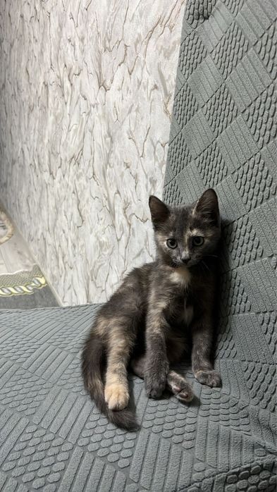 отдам котенка бесплатно!!