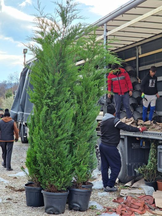 Cupressus Leylandii 3m - 4m ( chiparos ) gard viu , perdea verde