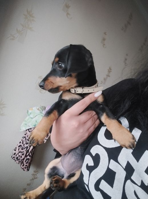 Щенок такса 3 месяца