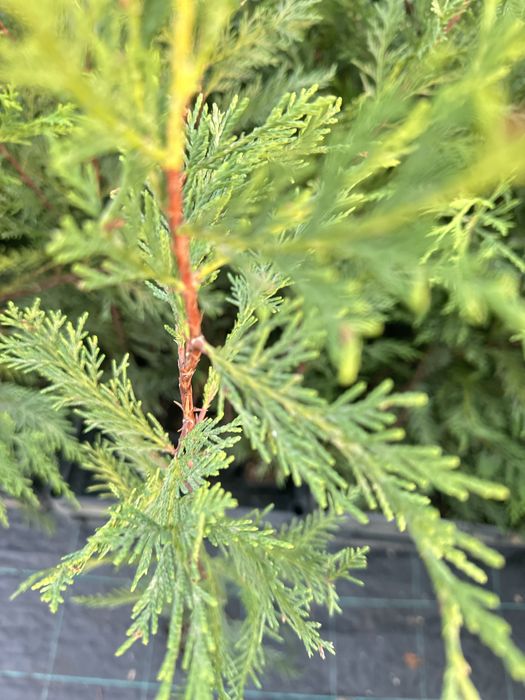 Leylandii pentru gard viu  de la 13 lei 70-80 cm pana la 2,5  m .
