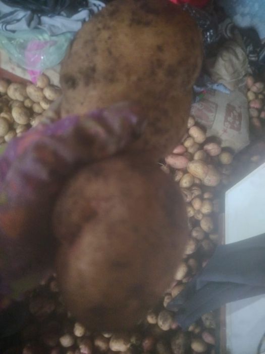 Продам домашнюю картошку