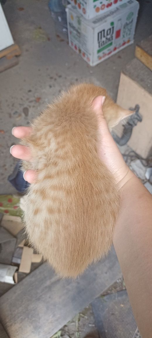 Отдам котят бесплатно