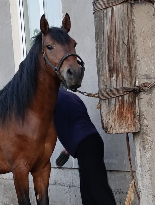 Сотамаааааааан тозззаааа корабайр зотдан