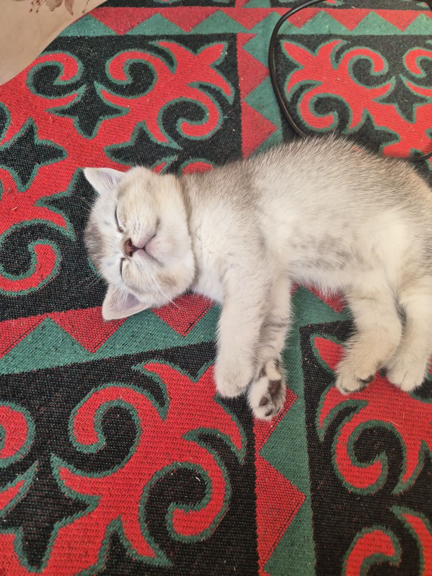 Животное, котята