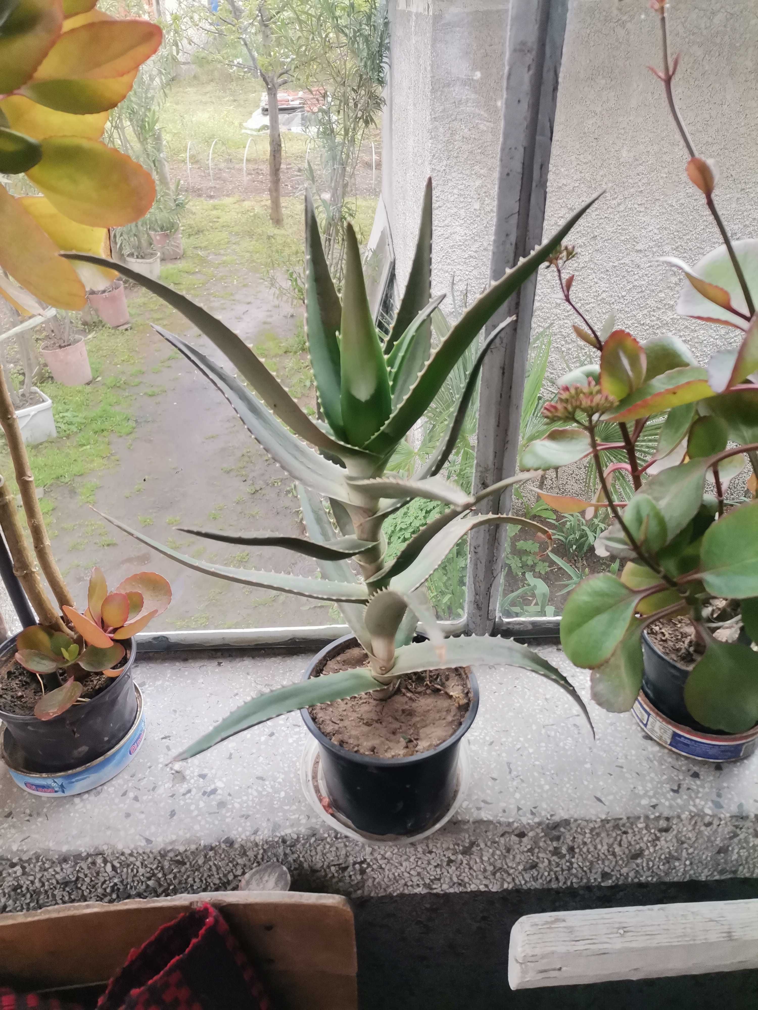 Алое/Aloe растение