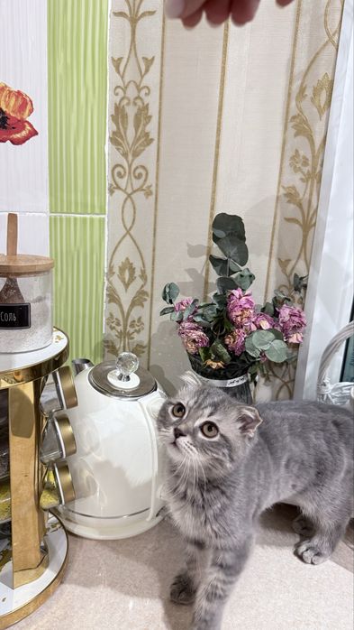 Британский короткошерстный вислоухий 4 месяца