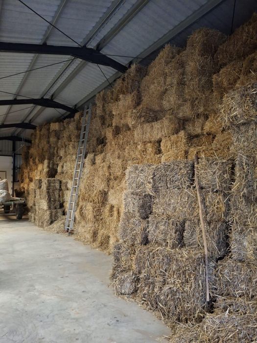 Baloți de paie, 8 lei buc