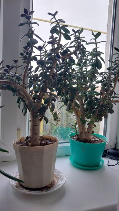 Цветы. Денежное дерево.