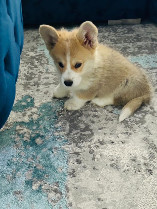 Welsh corgi pembroke