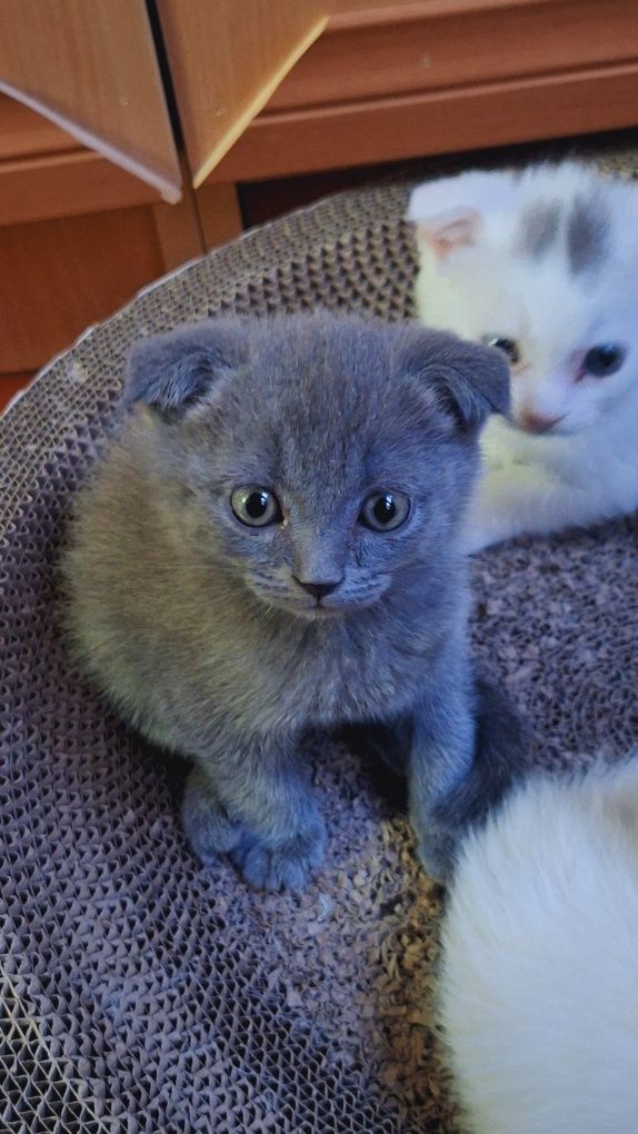 Продаётся котёнок мальчик 2 месяца...