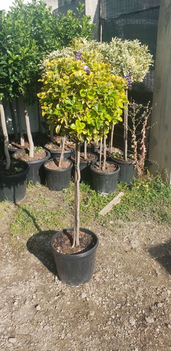 Magnolie grandiflora de mai multe dimensiuni