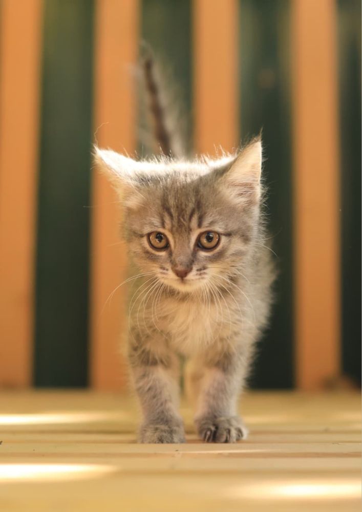 Котенок - девочка,  2 месяца