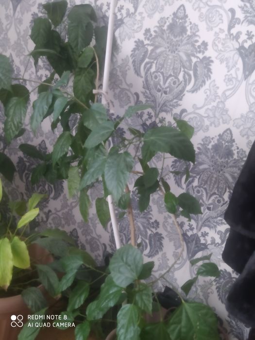 Продам домашний цветы.
