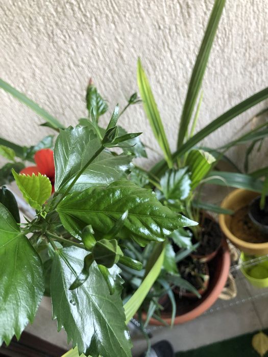 Trandafir japonez rosu