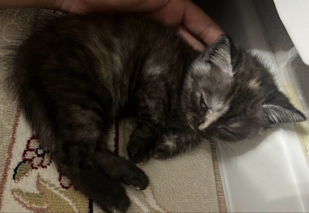 Котенок приучен к лотку