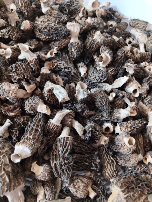 Продам грибы Сморчки сухие