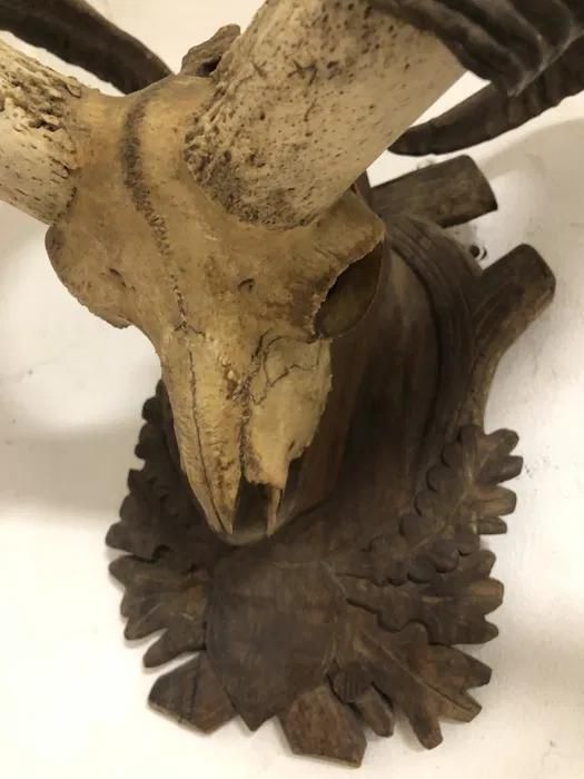 Trofeu coarne de muflon -A-