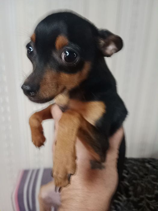 Домашнее питомсы шенки