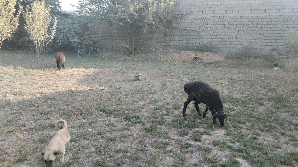 Куелар сотлади йэбичиши яхши