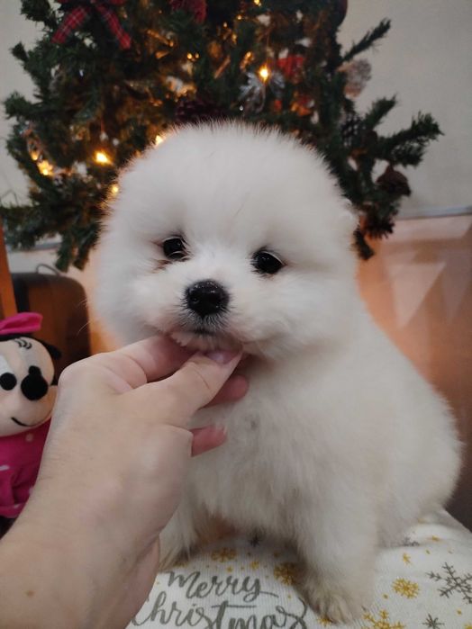 Прекрасни самоедчета.