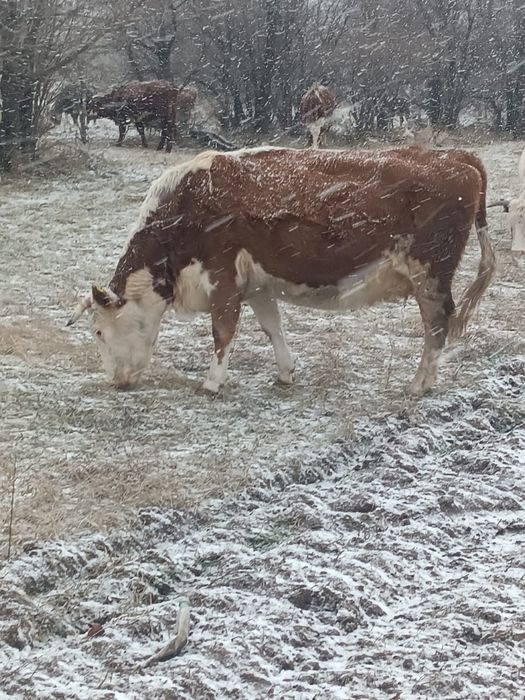 Сйыр сатам семіз