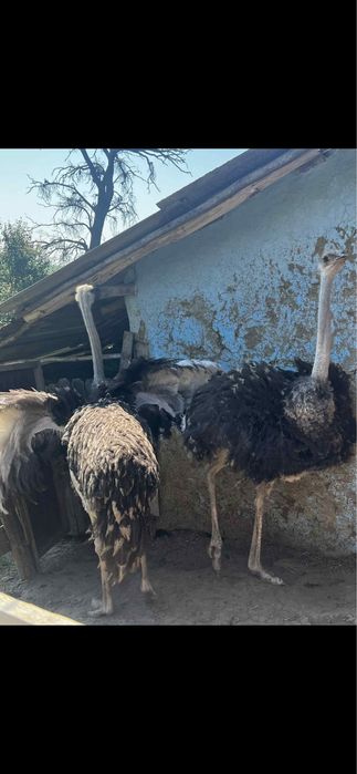 struti africani pereche