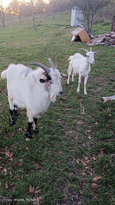Capră și țap de vânzare,capră e gestantă aștept oferte