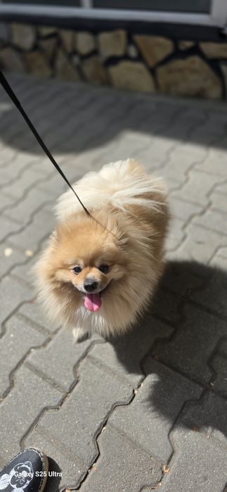 Шпиц-Померан продавам