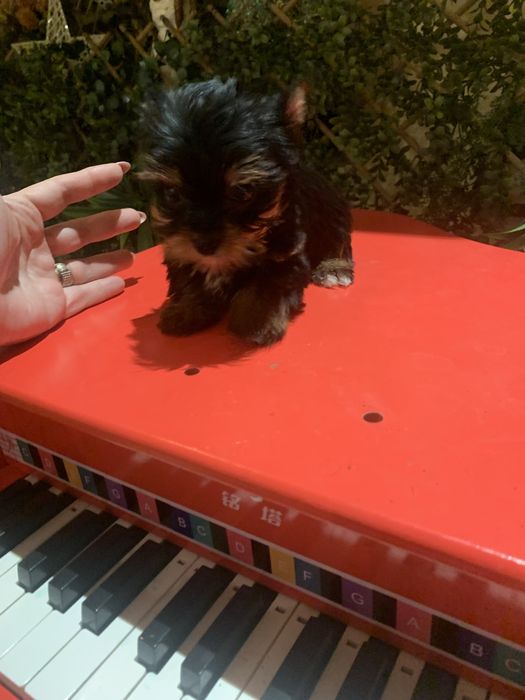 Yorkshire. Terrier fetita