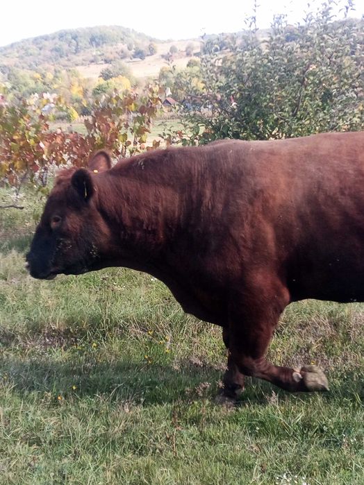 De vânzare sau schimb taur angus