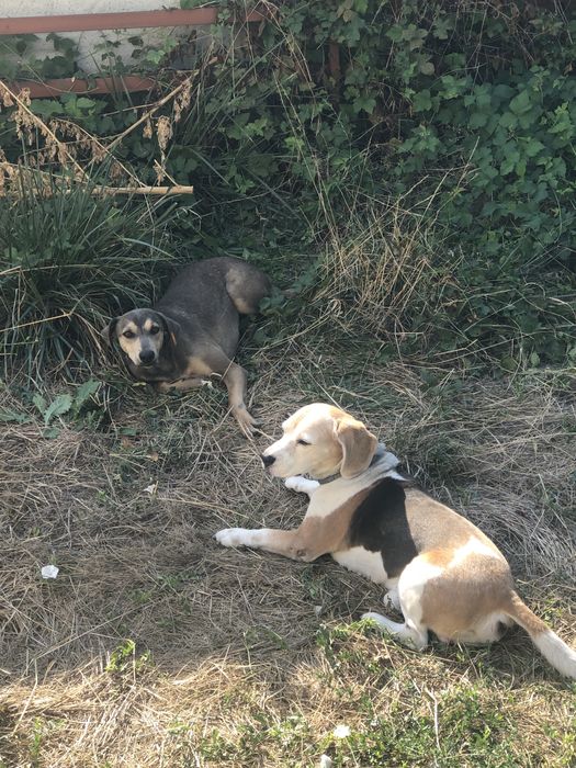 Cazare caini talie mica si medie