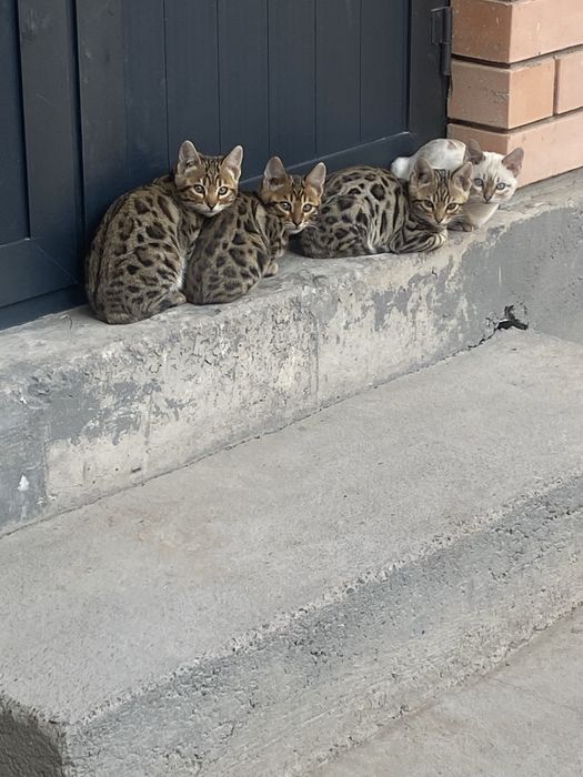 mushuklar sotiladi soglom toza