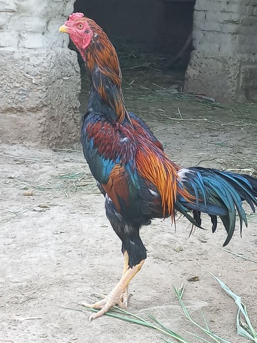 Срочно соғлом сотувда