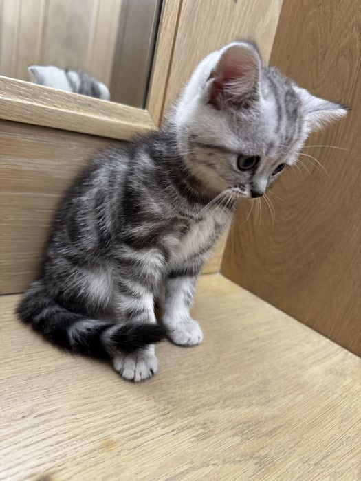 Продается котенок