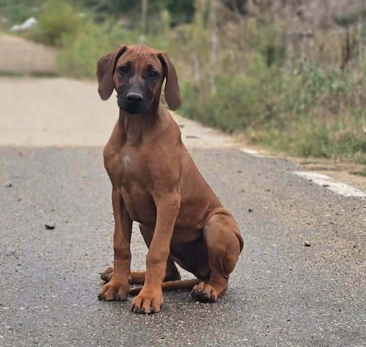 Catelusa Rhodesian Ridgeback cu pedigree