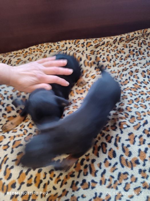 2 броя пинчери женски