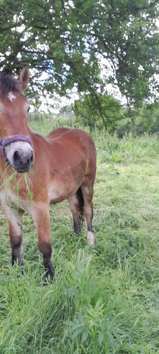 Cai de vinzare cirlana 1an și 3 lunii