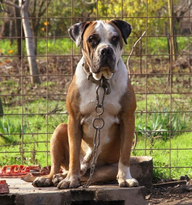 Jack – Mascul Presa Canario  1.4 ani