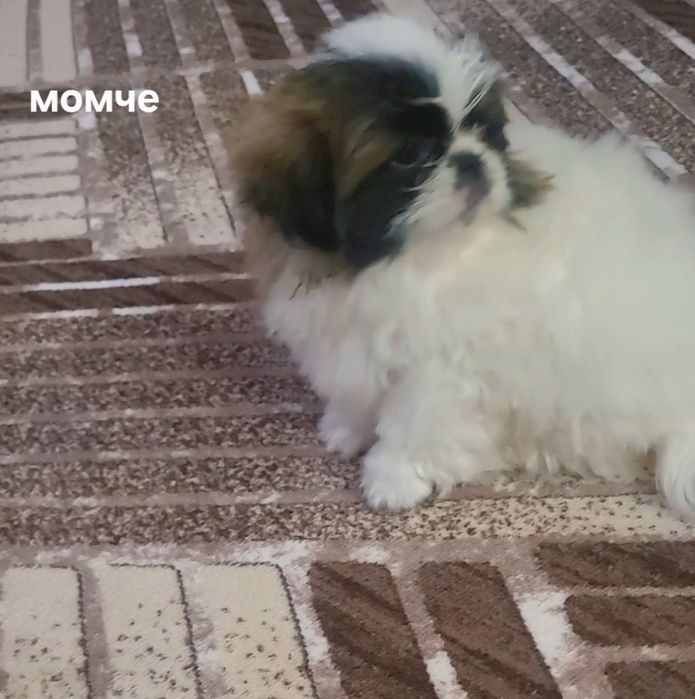 Малки    пекинези