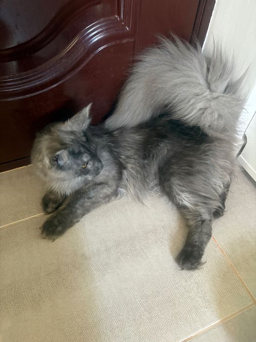 Pisica de rasa Maine coon mascul